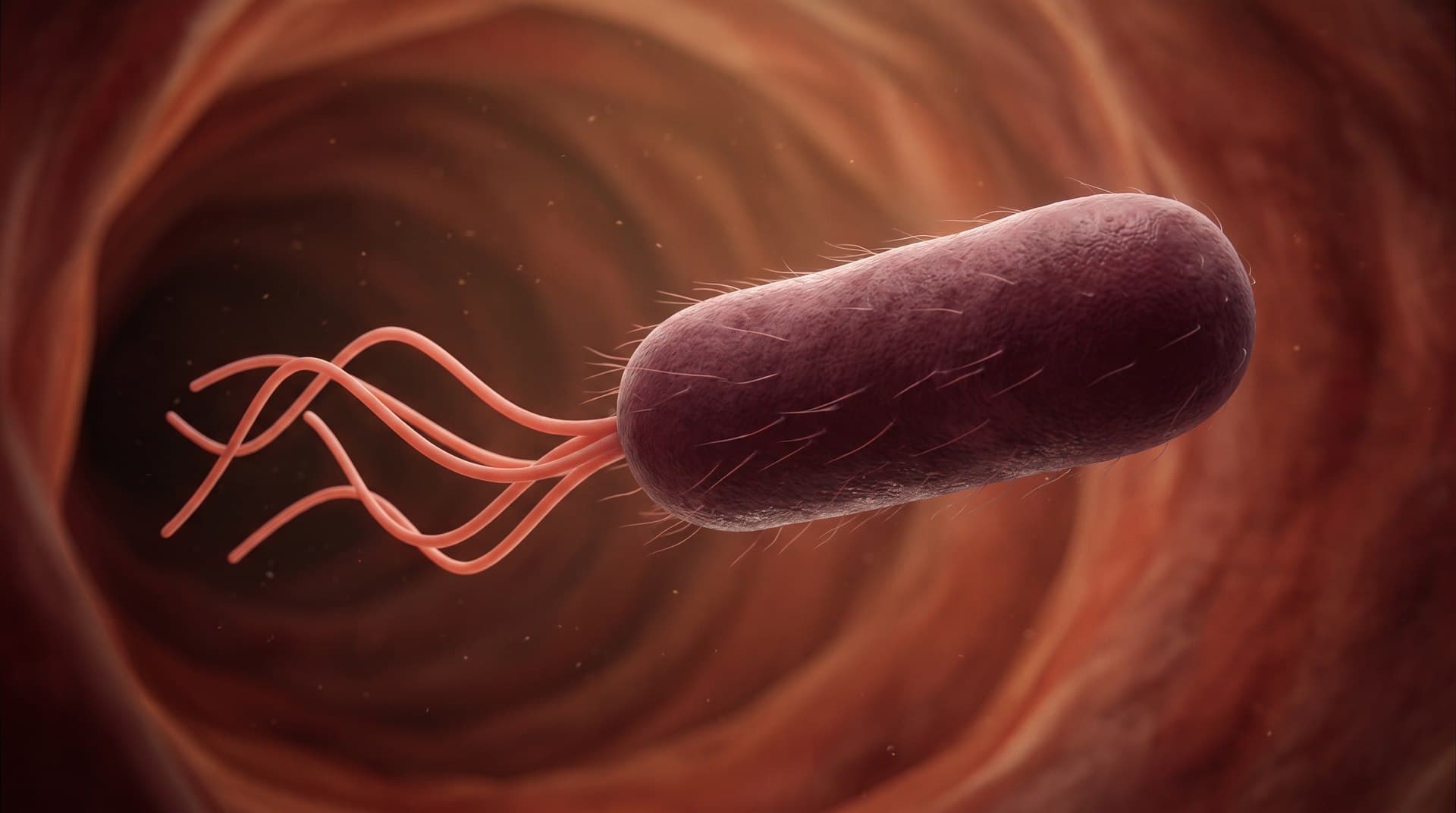 Bacteria Salmonela completa, con su pared externa, sus fimbrias y sus flagelos, suspendida en la luz intestinal.